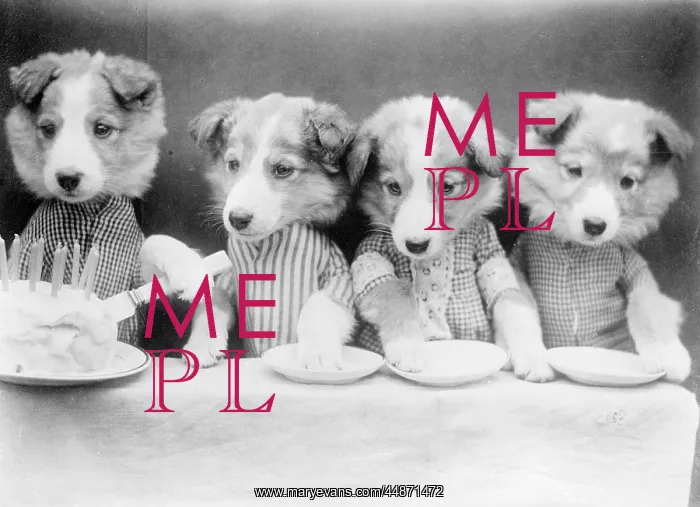 : DOG'S BIRTHDAY PARTY : DOG'S BIRTHDAY PARTY
