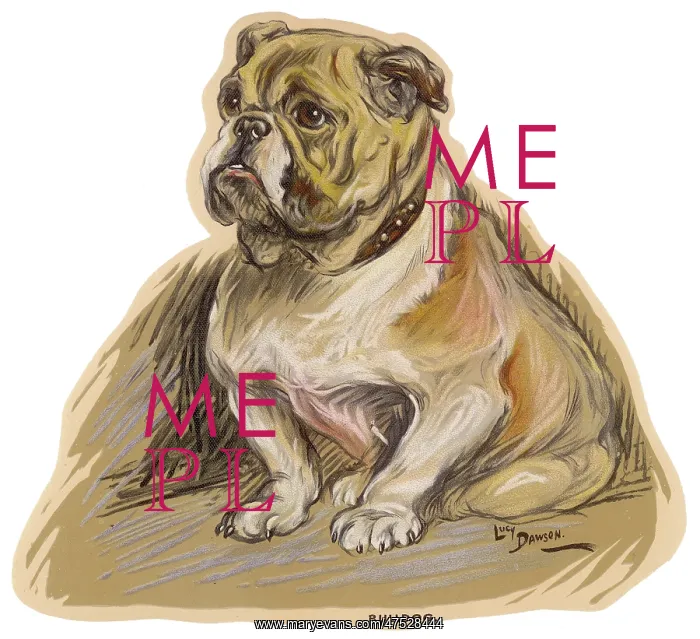 : Dogs, Bulldog Dawson : Dogs, Bulldog Dawson