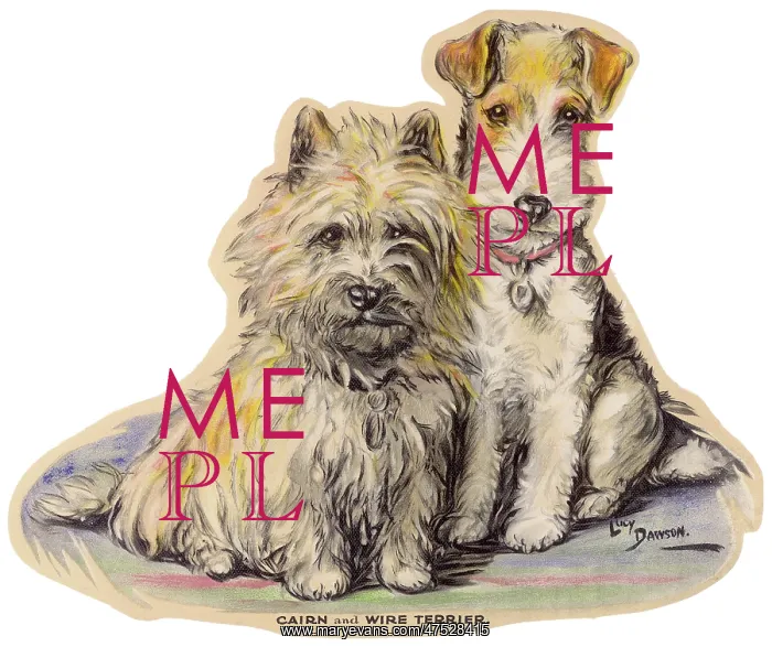 : Dogs, Cairn and Wire Terrier, Dawson : Dogs, Cairn and Wire Terrier, Dawson
