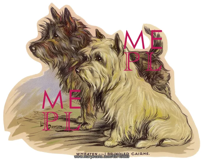 : Dogs, Cairns, Dawson : Dogs, Cairns, Dawson