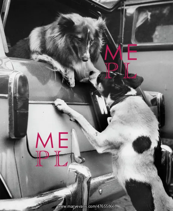 : Two dogs at the back of a car : Two dogs at the back of a car