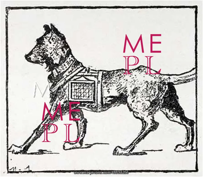 : DOGS CARRY FILM : DOGS CARRY FILM