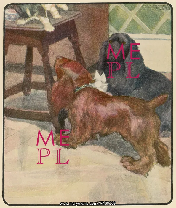 : TWO DOGS AND A CAT : TWO DOGS AND A CAT