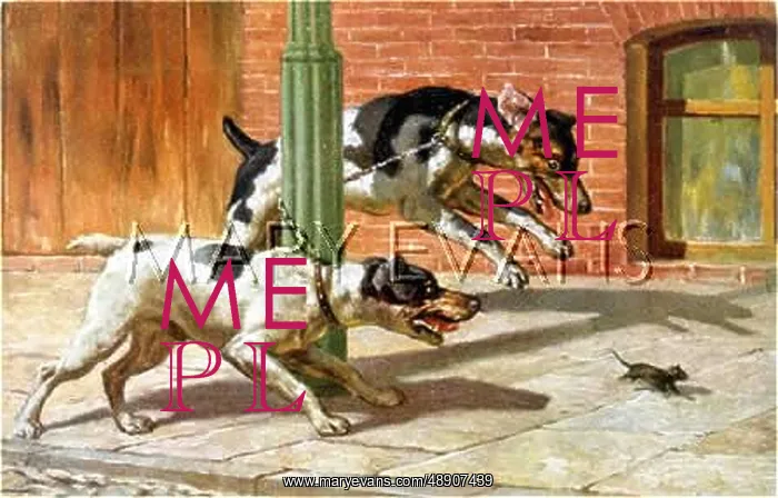 : DOGS CHASING RAT : DOGS CHASING RAT