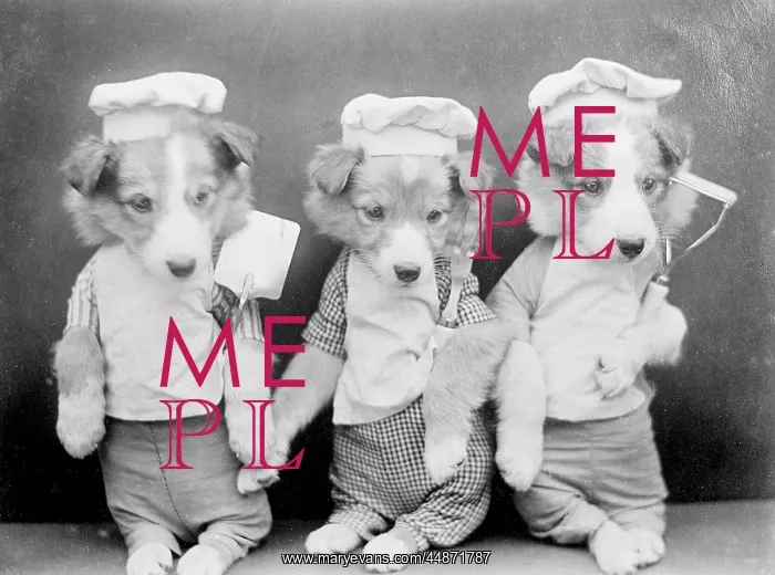  : DOGS AS CHEFS