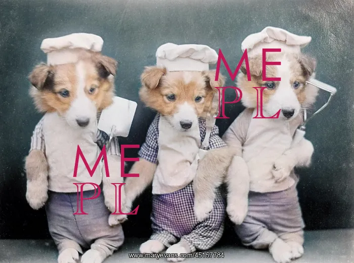 : DOGS AS CHEFS : DOGS AS CHEFS