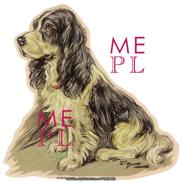 : Dogs, Cocker Spaniel, Dawson : Dogs, Cocker Spaniel, Dawson