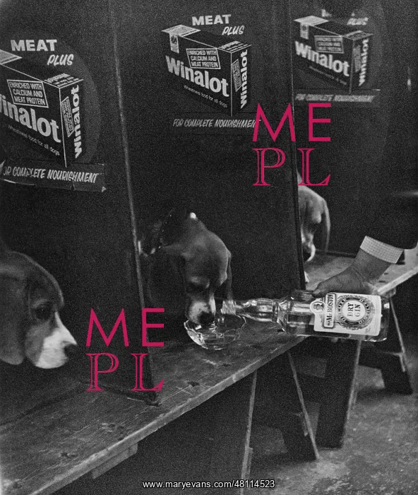 : Dogs in compartments at a dog show : Dogs in compartments at a dog show