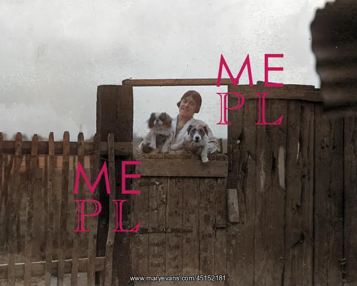: DOGS AT A DOG HOTEL : DOGS AT A DOG HOTEL