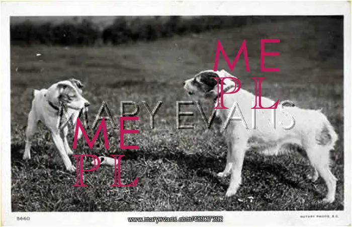 : DOGS FIGHT OVER A BONE : DOGS FIGHT OVER A BONE