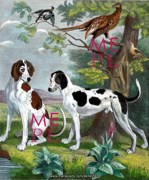  : Dogs - Foxhound and Pointer