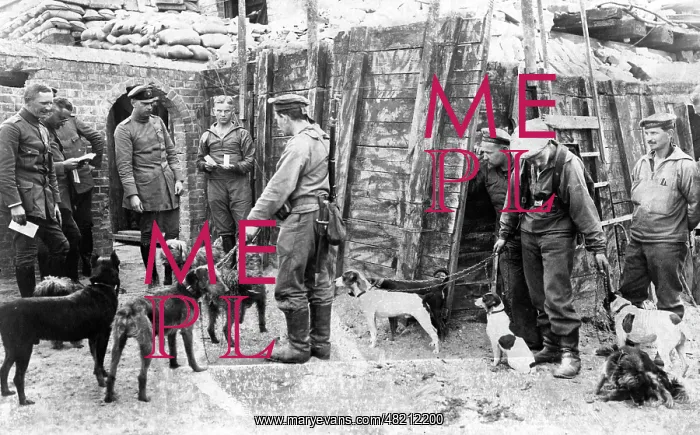 : Dogs in a German position in Flanders, 1916 : Dogs in a German position in Flanders, 1916