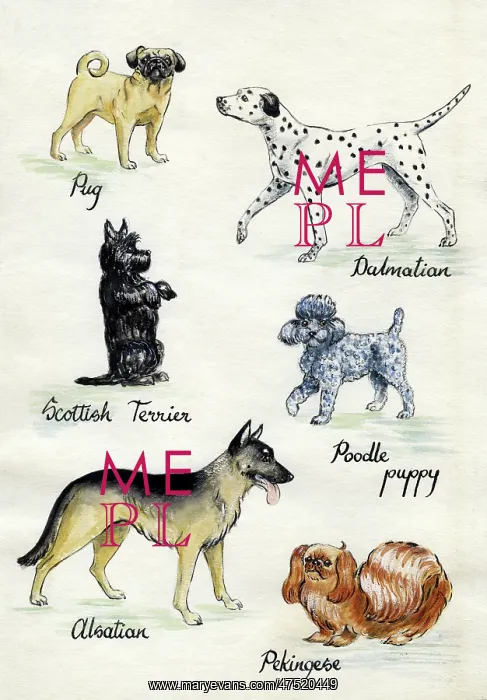 : Six dogs including Pug, Dalmation & Alsatian : Six dogs including Pug, Dalmation & Alsatian