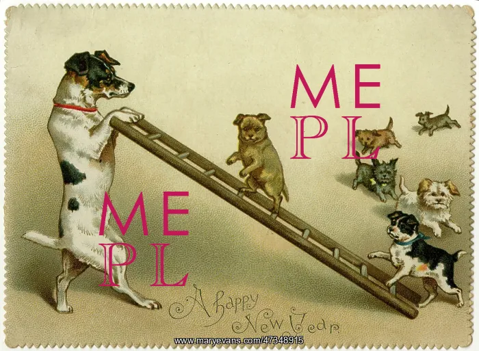 : DOGS AND LADDER : DOGS AND LADDER