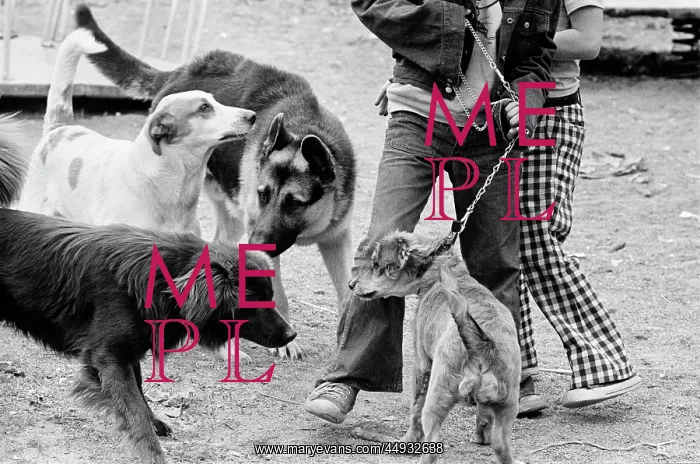 : Four Dogs One on Leash Getting Acquainted at Public Doggie : Four Dogs One on Leash Getting Acquainted at Public Doggie