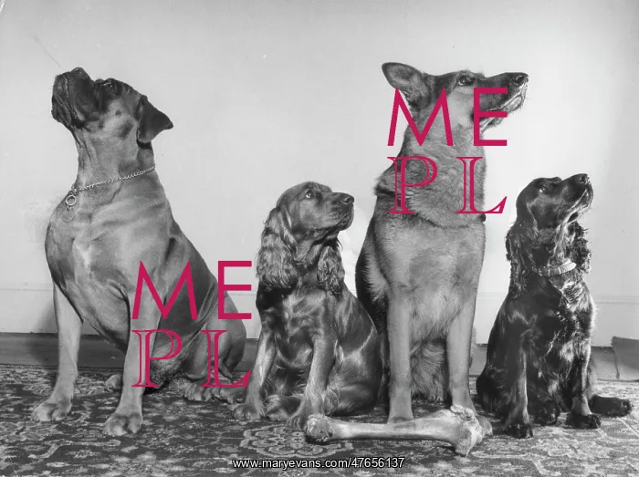 : Four dogs looking up : Four dogs looking up