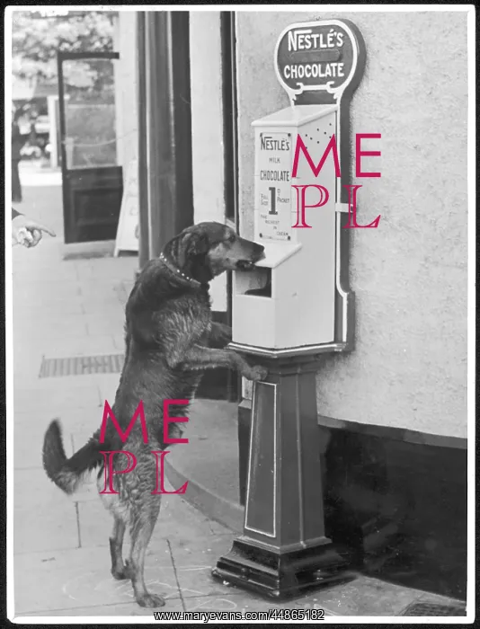 : DOGS LOVE CHOCOLATE : DOGS LOVE CHOCOLATE