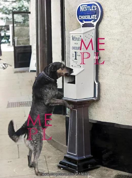 : DOGS LOVE CHOCOLATE : DOGS LOVE CHOCOLATE