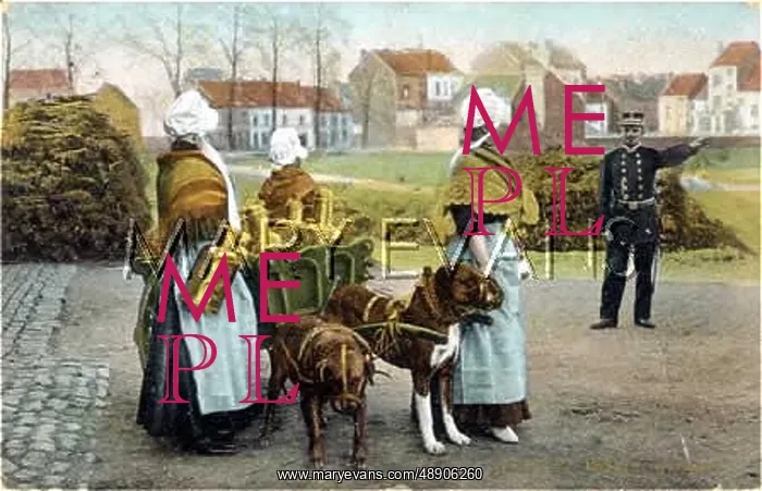 : DOGS AND MILK CART : DOGS AND MILK CART