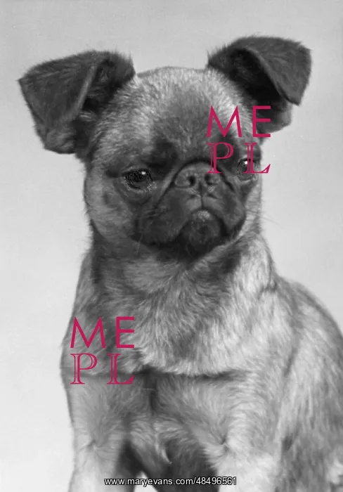 : DOG'S MISCHIEVOUS FACE : DOG'S MISCHIEVOUS FACE