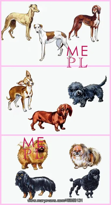  : Dogs montage