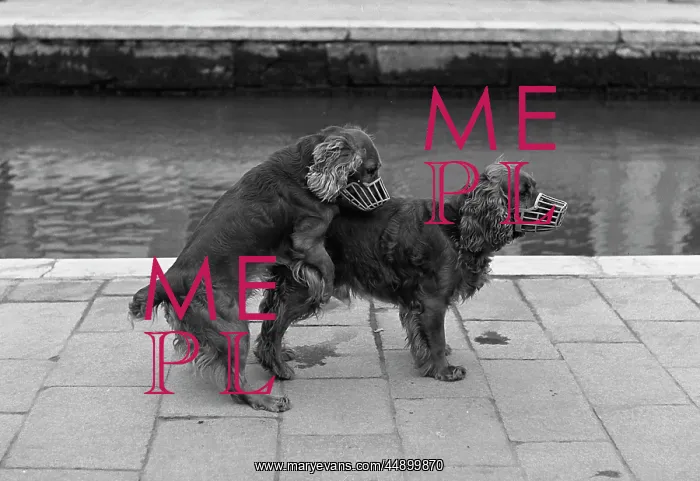  : Two dogs in muzzles