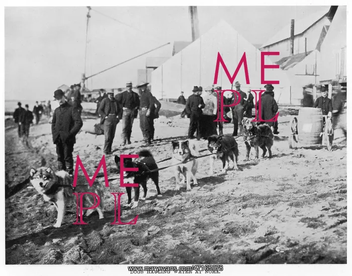  : DOGS AT NOME, ALASKA
