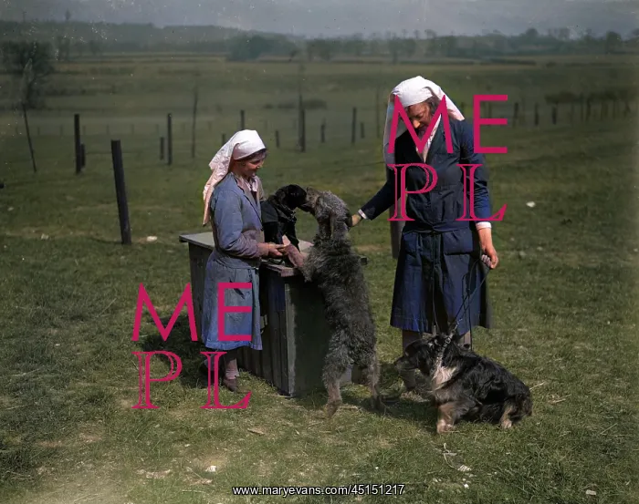 : DOGS WITH NURSES : DOGS WITH NURSES