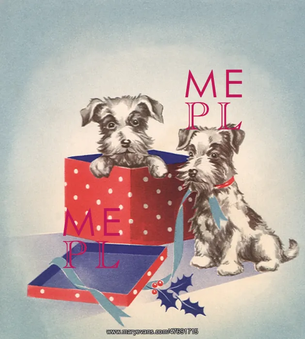  : Dogs Open Present