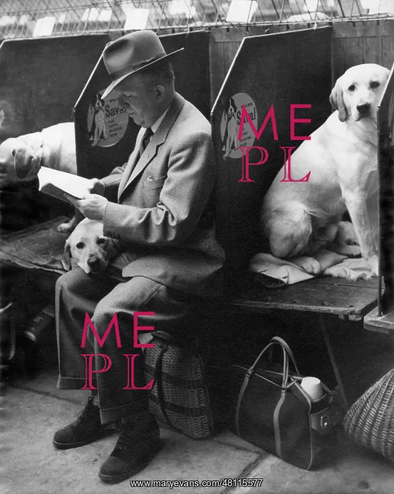 : Dogs and owner at a dog show : Dogs and owner at a dog show