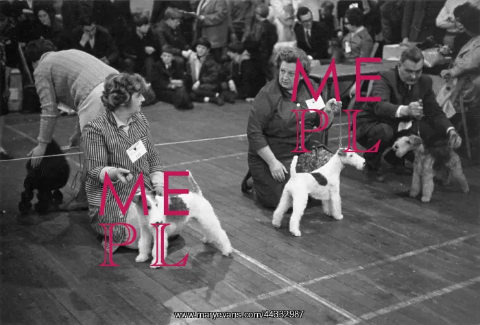 : Dogs and their owners at Crufts : Dogs and their owners at Crufts