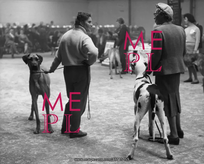 : Dogs and their owners at a dog show : Dogs and their owners at a dog show