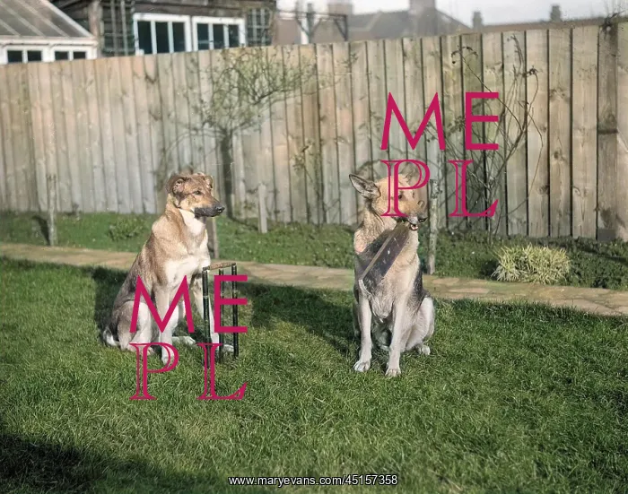 : DOGS PLAYING CRICKET : DOGS PLAYING CRICKET