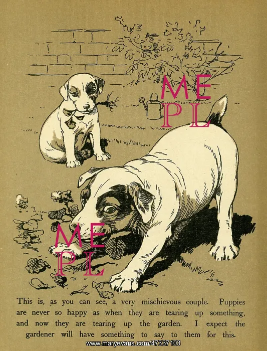  : DOGS PLAYING IN THE GARDEN