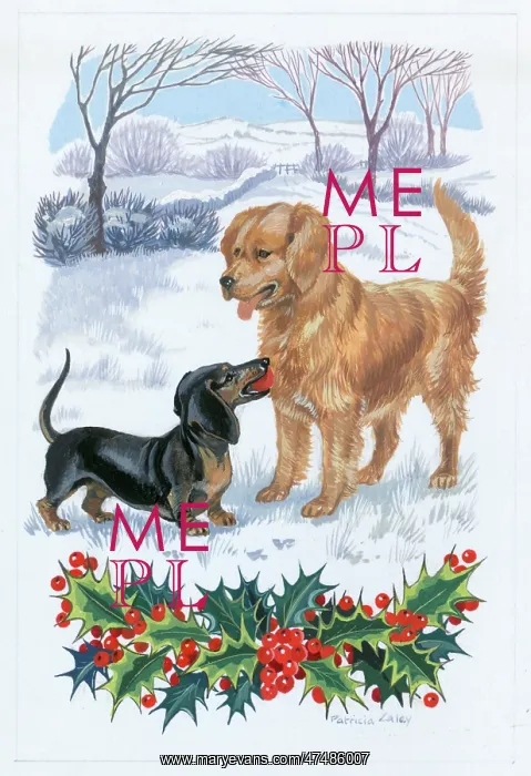  : Two dogs playing in the snow