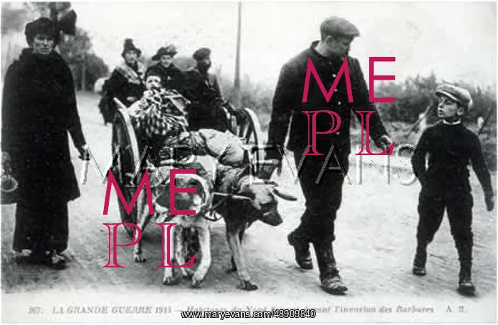 : DOGS AND REFUGEES 2 : DOGS AND REFUGEES 2
