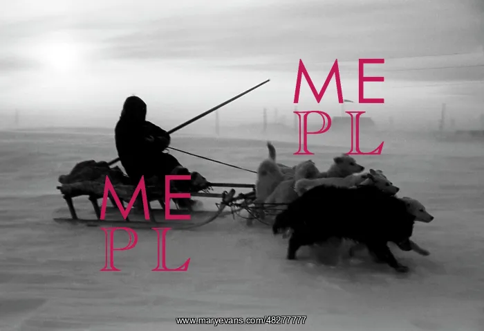 : Dog's relay, 1954 : Dog's relay, 1954