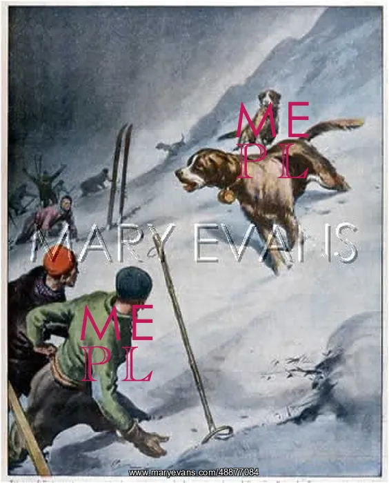 : DOGS RESCUE SKIERS : DOGS RESCUE SKIERS
