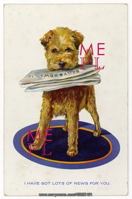 : DOGS RETRIEVES NEWSPAPER : DOGS RETRIEVES NEWSPAPER