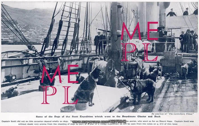 : Some of the dogs of the Scott expedition : Some of the dogs of the Scott expedition