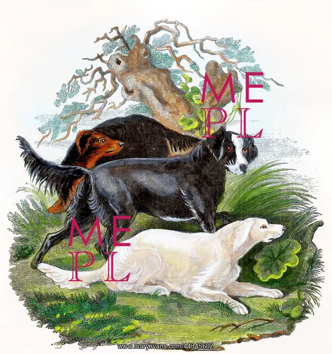  : Dogs - Setters