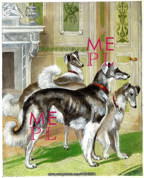  : Dogs - Siberian Wolfhounds