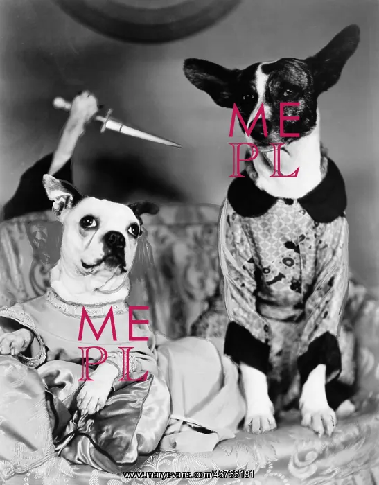 : Two dogs sitting on a couch with a dog attaching : Two dogs sitting on a couch with a dog attaching