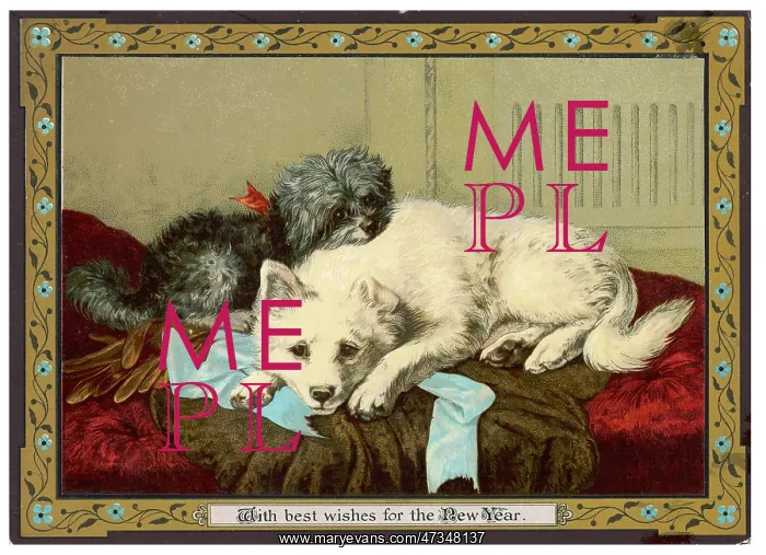  : DOGS SLEEPING TOGETHER