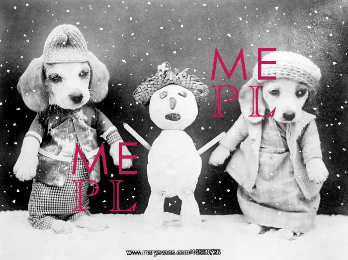 : Two dogs and a snowman : Two dogs and a snowman