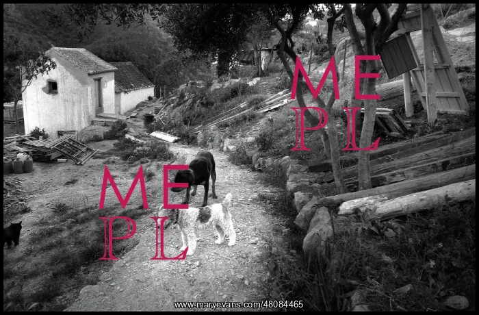  : Two dogs in a Spanish farmyard
