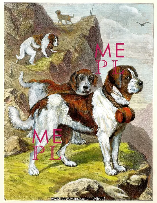  : Dogs - St Bernards of the Hospice