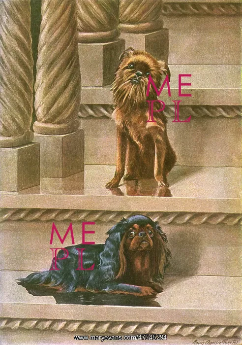: Two dogs on a staircase : Two dogs on a staircase