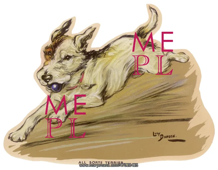 : Dogs, Terrier, Dawson : Dogs, Terrier, Dawson