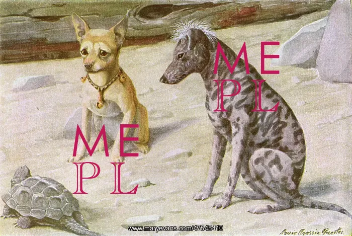 : Two dogs and a turtle : Two dogs and a turtle